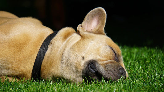sleeping frenchie
