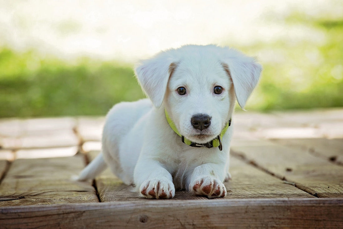 Why Your Dog Will Love Chicken Gizzards: A Wholesome and Tasty Treat