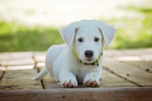 Why Your Dog Will Love Chicken Gizzards: A Wholesome and Tasty Treat