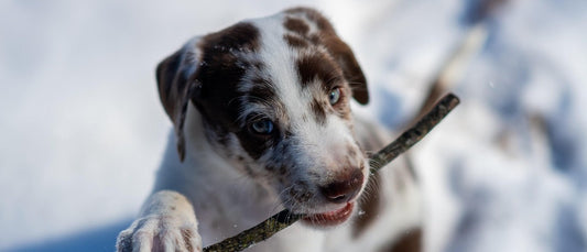 Puppy chewing